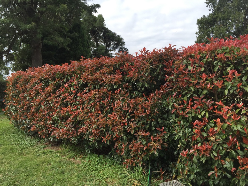Selecting a hedge